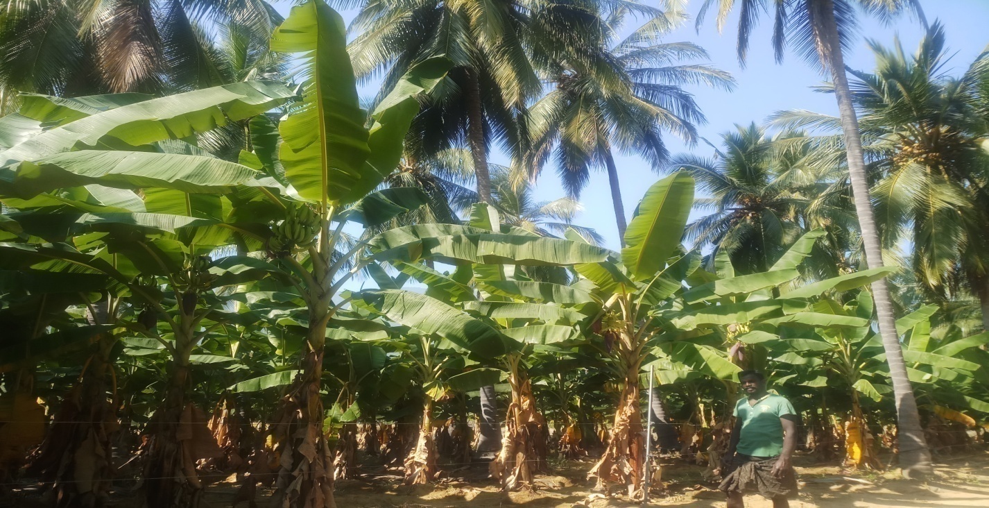 Banana Harvest